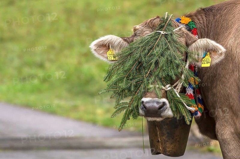 Cow carrying decorative bells and fir branches, preparation for cattle seperation, gabled house, Bad Hindelang, Allgaeu, Bavaria, Germany, Europe