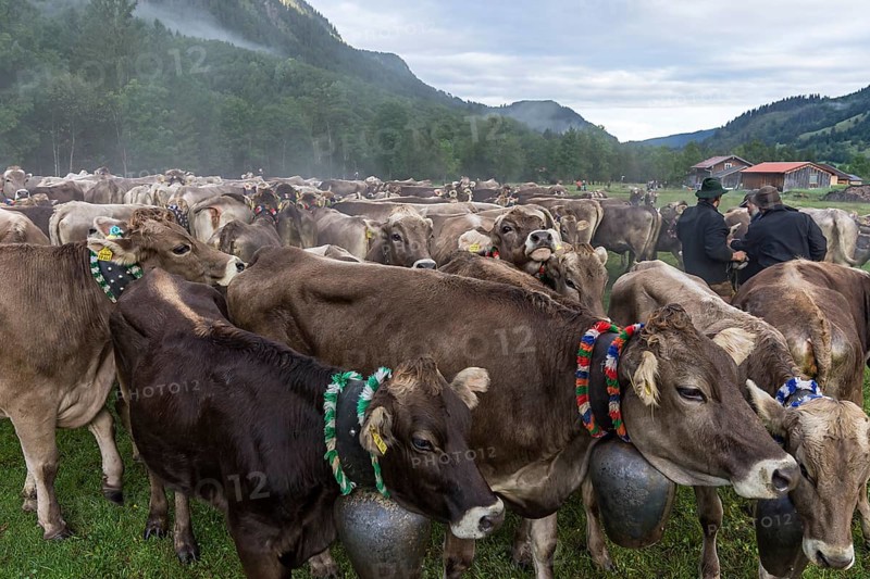 Allgaeu cows are collected in the valley for cattle seperation, Hinterstein, Bad Hindelang, Bavaria, Germany, Europe