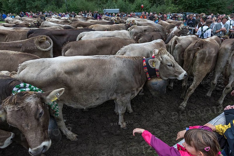 Back from the mountain pasture, the cattle gather to be returned to their owners, tourists look on, Bad Hindelang, Allgaeu, Bavaria, Germany, Europe