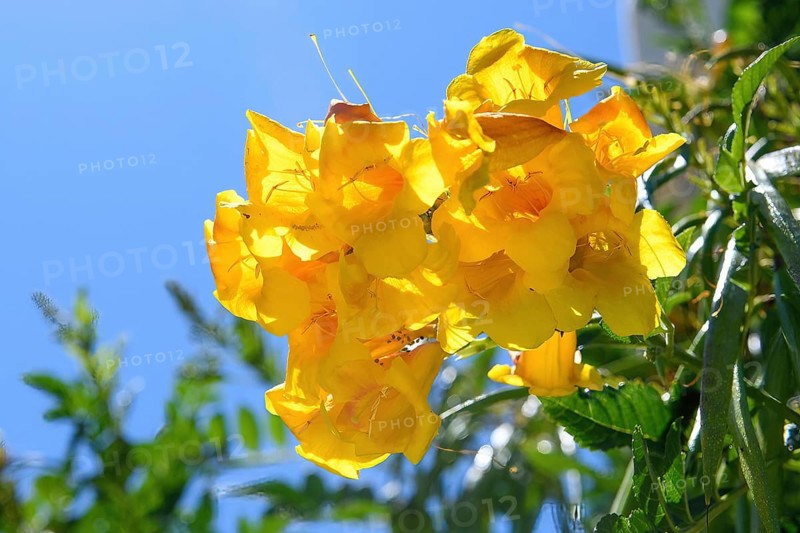 Close-up of flowers of yellow trumpet flower (Tecoma stans), Crete, Greece, Europe