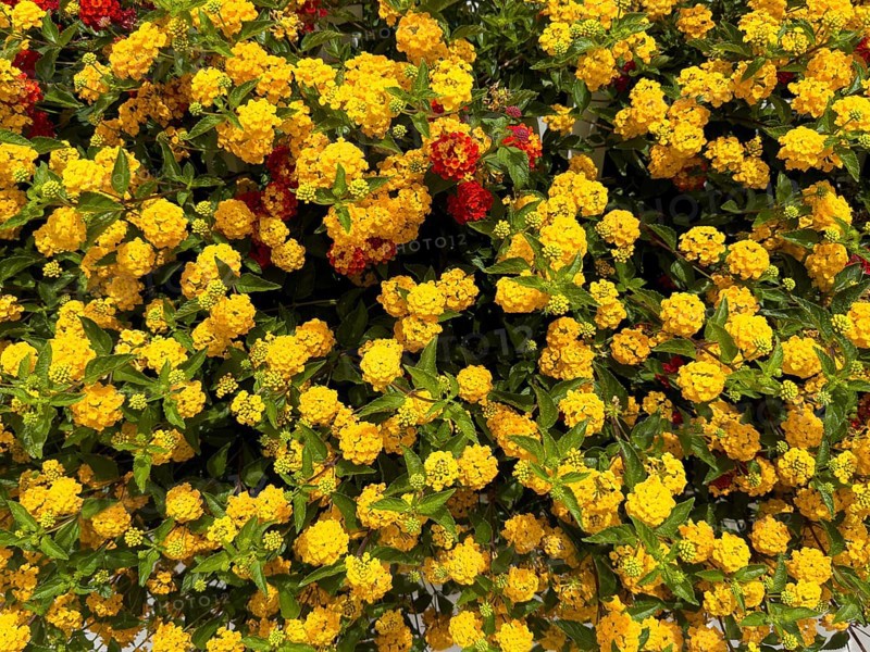 Dense shrub with yellow flowers of spanish flag (Lantana camara) from the verbena family, Crete, Greece, Europe