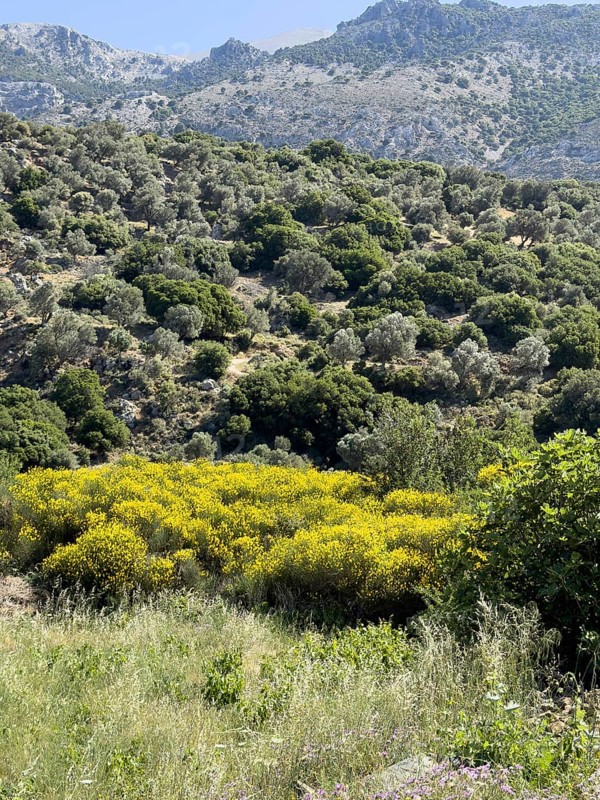 Landscape with hills mountains near south of village Fourfouras with typical vegetation in the foreground yellow flowering bushes of broom (Genista fasselata) yellow broom bushes behind olive trees (Olea europaea), Fourfouras, Crete, Greece, Europe