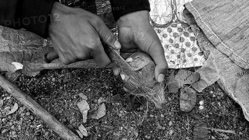 Hands carving a coconut shell using traditional tools, showcasing attention to detail in handcrafting, Jammu and Kashmir, India, Asia