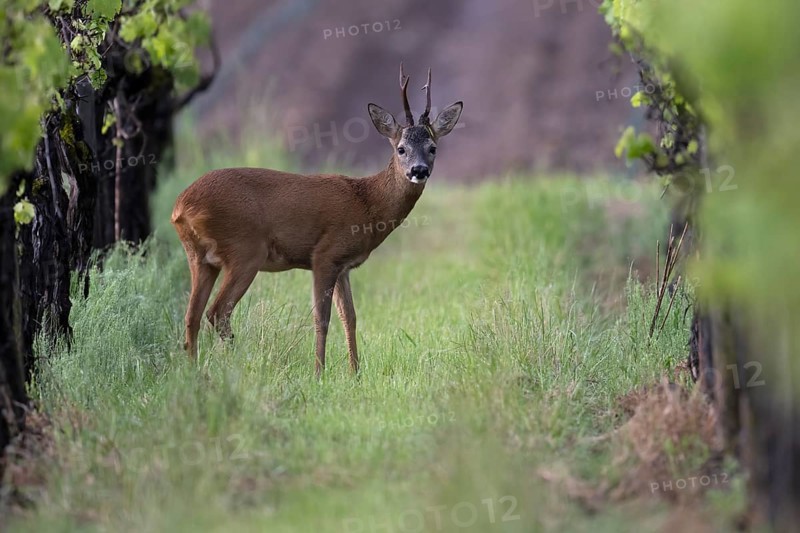 Strong abnormal roebuck in a vineyard, Wittlich, Rhineland-Palatinate, Germany, Europe