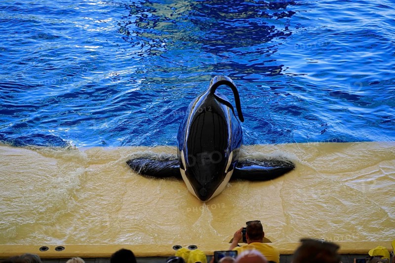 Loro Parque, Puerto de la Cruz, Santa Cruz de Tenerife, Tenerife, Canary Islands, Spain, Europe, Orca lying on the edge of a pool with people watching, Europe