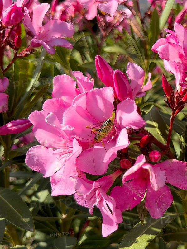 Saddle-backed bush cricket (Ephippiger ephippiger) sitting in flower of oleander (Nerium oleander), Crete, Greece, Europe