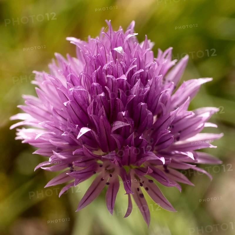 Chive blossom (Allium schoenoprasum) Witten, Ruhr area, North Rhine-Westphalia, Germany, Europe