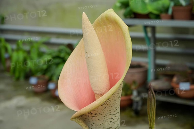 Flower Amorphophallus bulbifer, Viktoriahaus, Botanical Garden of the University, Spalengraben, Basel, Switzerland, Europe