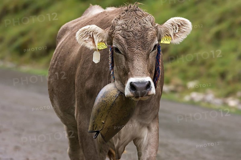 Allgaeu cow with jewellery bell at the cattle drive, cattle seperation, Bad Hindelang, Allgaeu, Bavaria, Germany, Europe