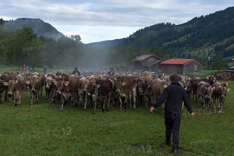 Allgaeu cows are collected in the valley for cattle seperation, Hinterstein, Bad Hindelang, Bavaria, Germany, Europe