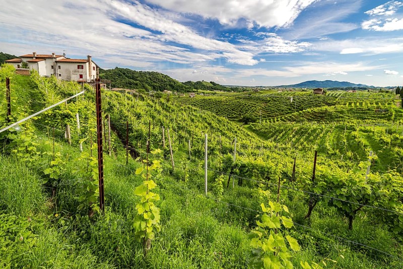 World Heritage Site, landscape, wine tour, wine press, wine-growing area, grape variety, region, Prosecco, hill, road, wine, vines, Valdobbiadene, Conegliano, Le Colline del Prosecco, Veneto