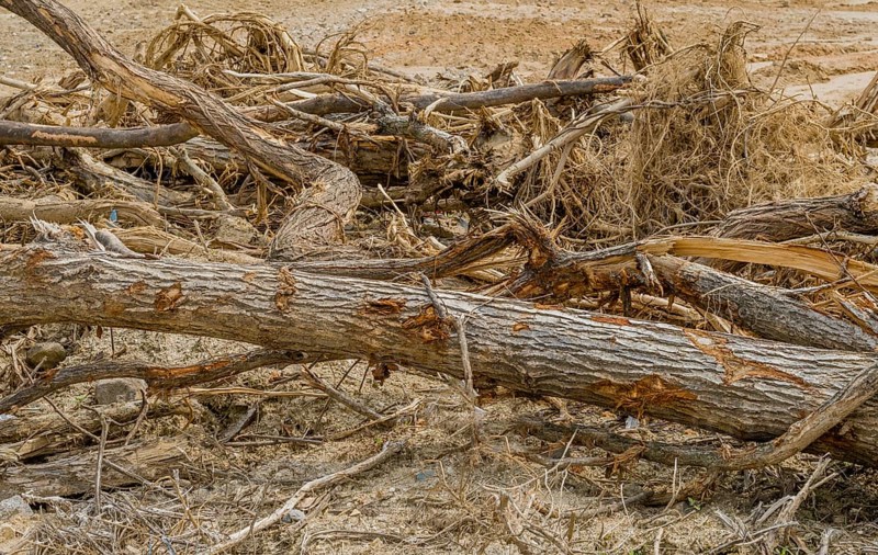 Closeup of a collection of broken tree branches at construction site in Daejeon, South Korea, Asia