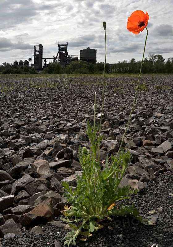 Poppy blossom on the bleak Hympendahl slag heap with the disused Phoenix-West blast furnace works, Hoerde, Dortmund, North Rhine-Westphalia, Germany, Europe