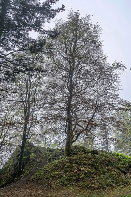 Beech tree on the Rossfelsen, fog, forest on the Blauen mountain, Badenweiler, Black Forest, Baden-Wuerttemberg, Germany, Europe