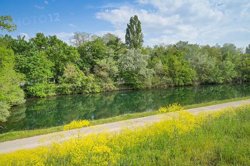 oxbow lake of the Rhine near Burkheim am Kaiserstuhl, Baden-Wuerttemberg, Germany, Europe