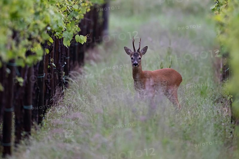 Strong abnormal roebuck in a vineyard, Wittlich, Rhineland-Palatinate, Germany, Europe