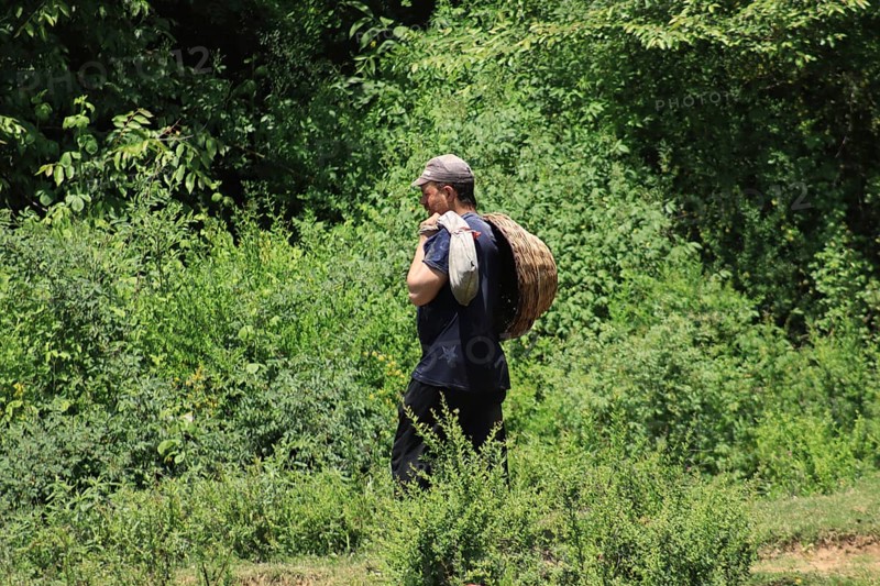 Man carrying a large basket on his back, walking through a green forest in summer, Jammu and Kashmir, India, Asia
