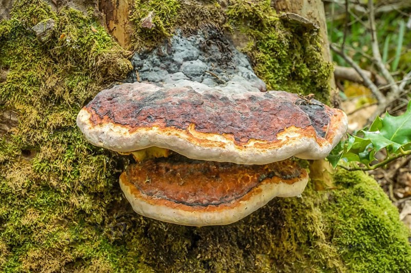 Tree fungus, Black Forest, Baden-Wuerttemberg, Germany, Europe