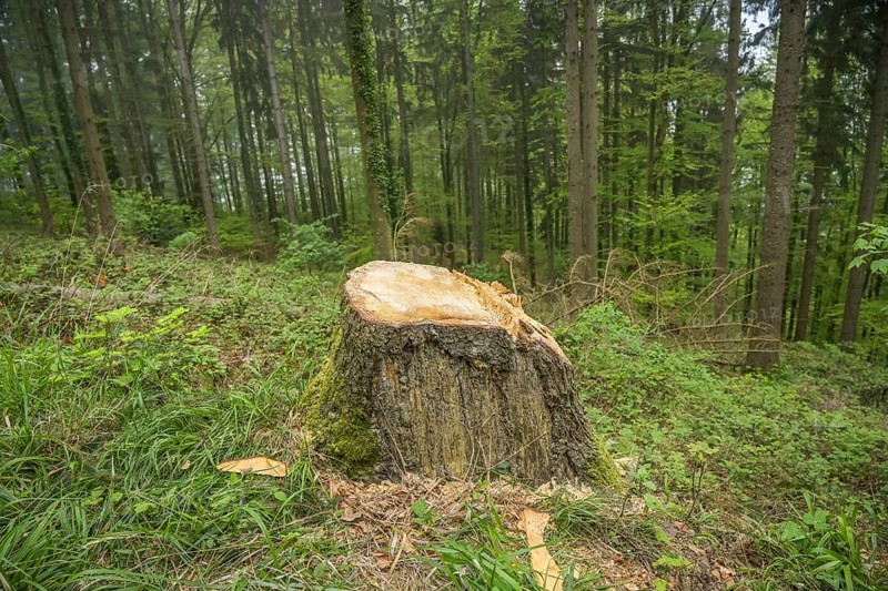 Felled tree, stump, forest on Blauen mountain, Badenweiler, Black Forest, Baden-Wuerttemberg, Germany, Europe