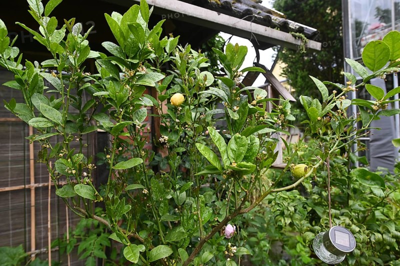 DEU. Germany, Iserlohn: This hobby gardener in Iserlohn maintains an extraordinary garden with numerous non-native plants