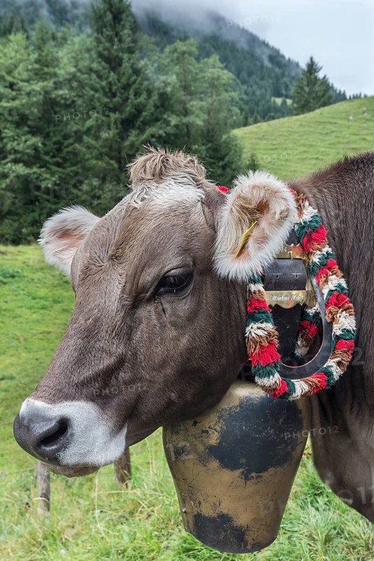 Cows with jewellery bells for the cattle drive, cattle seperation, gabled house, Bad Hindelang, Allgaeu, Bavaria, Germany, Europe