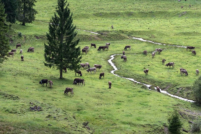 Cows on the pasture in front of the cattle drive, cattle seperation, gabled house, Bad Hindelang, Allgaeu Bavaria, Germany, Europe