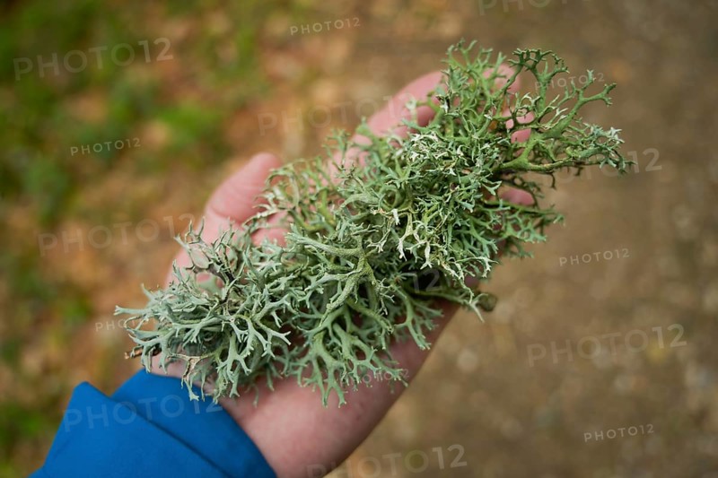Tree lichen, forest on Blauen mountain, Badenweiler, Black Forest, Baden-Wuerttemberg, Germany, Europe