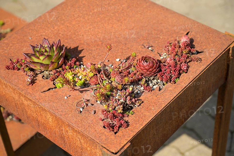 Succulent plant on a rusty plate, Graefin von Zeppelin perennial nursery, Sulzburg, Baden-Wuerttemberg, Germany, Europe