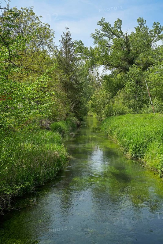 Rhine floodplain, oxbow lake, tributary of the Rhine in the Rappennestgiessen nature reserve, Burkheim am Kaiserstuhl, Baden-Wuerttemberg, Germany, Europe