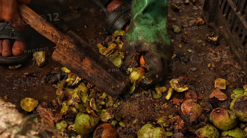 Close-up of hands sorting through rotten fruit, with earthy textures and visible decay in an outdoor setting, Jammu and Kashmir, India, Asia