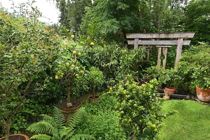 DEU. Germany, Iserlohn: This hobby gardener in Iserlohn maintains an extraordinary garden with numerous non-native plants