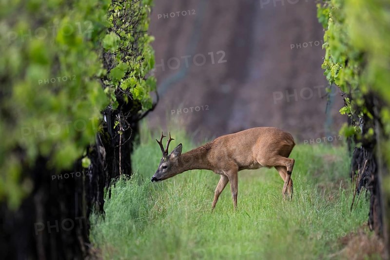 Strong abnormal roebuck in a vineyard, Wittlich, Rhineland-Palatinate, Germany, Europe