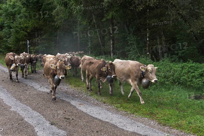 Allgaeu cows come down from the mountain pasture to the cattle seperation with jewellery bells, Hinterstein, Bad Hindelang, Bavaria, Germany, Europe
