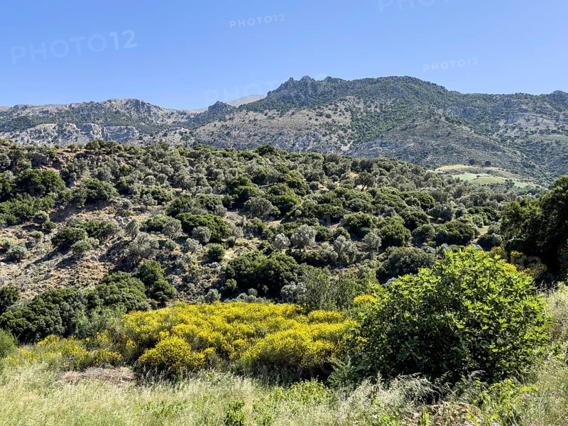 Landscape in mountains in the centre of Crete island with typical vegetation in the foreground yellow flowering bushes of broom (Genista fasselata) yellow broom bushes behind olive trees (Olea europaea), Fourfouras, Crete, Greece, Europe