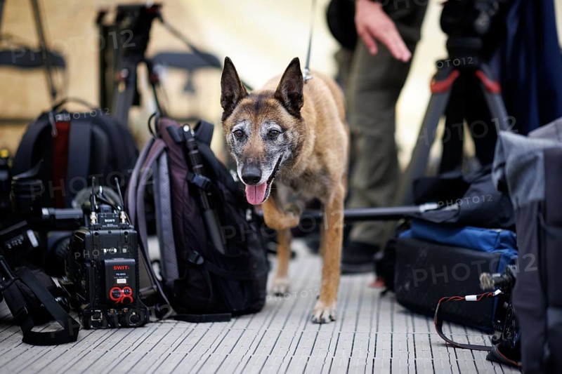 A Lithuanian service dog searches for explosives in the equipment of international journalists and visitors in preparation for a ministerial visit. Photographed during the NATO large-scale manoeuvre Steadfast Defender and the German part Quadriga 2024 in Pabrade, 29.05.2024