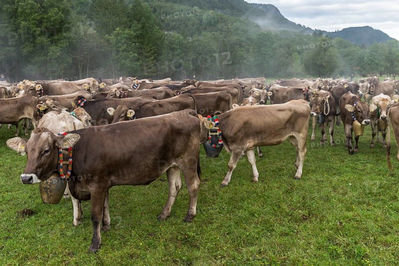 Cows in the pasture with jewellery bells for the cattle seperation, Hinterstein, Bad Hindelang, Allgaeu Bavaria, Germany, Europe