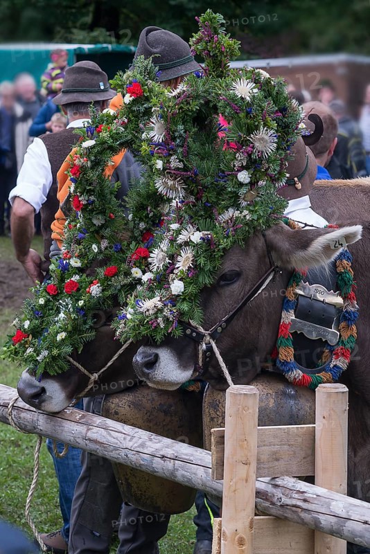 Decorated Kuehr for the Viehscheid, Bad Hindelang, Allgaeu, Bavaria, Germany, Europe