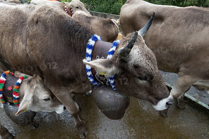 Cows with jewellery bells in front of the cattle drive, cattle seperation, gabled house, Bad Hindelang, Allgaeu, Bavaria, Germany, Europe