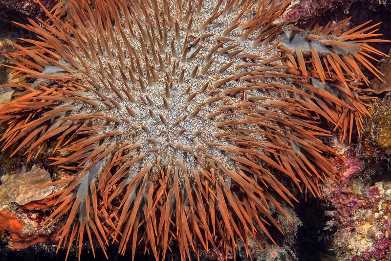 Close-up detail of crown-of-thorns (Acanthaster planci) sitting on coral reef eating stony coral (Scleractina) in tropical coral reefs, Pacific Ocean