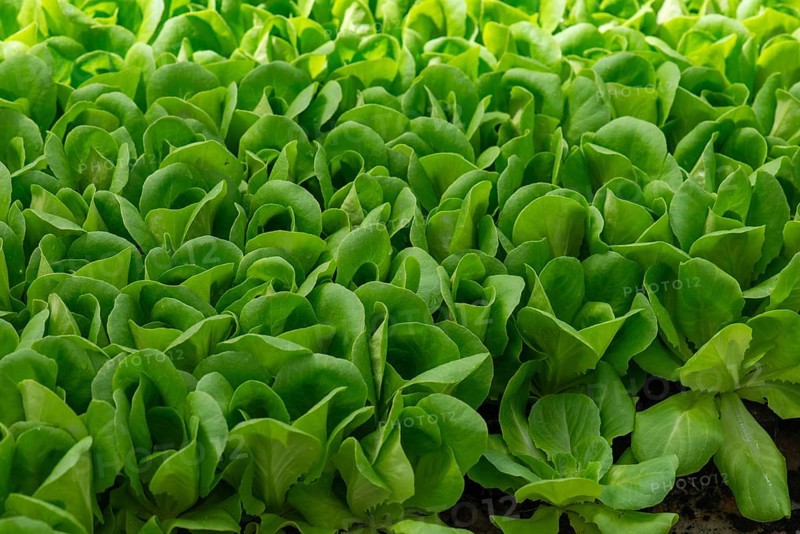 Green lettuce (Lactuca sativa var. crispa), Bavaria, Germany, Europe