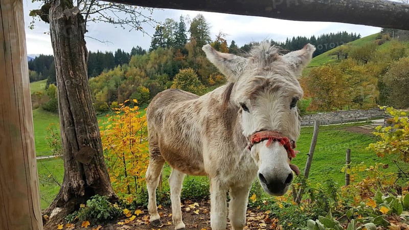 Donkey with a trusting look