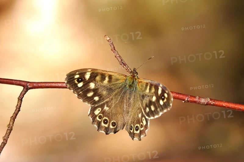 Speckled wood (Pararge aegeria), June, Saxony, Germany, Europe