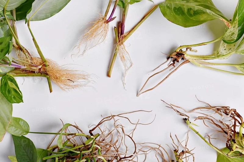 Various different houseplant cuttings with long bare roots on white background