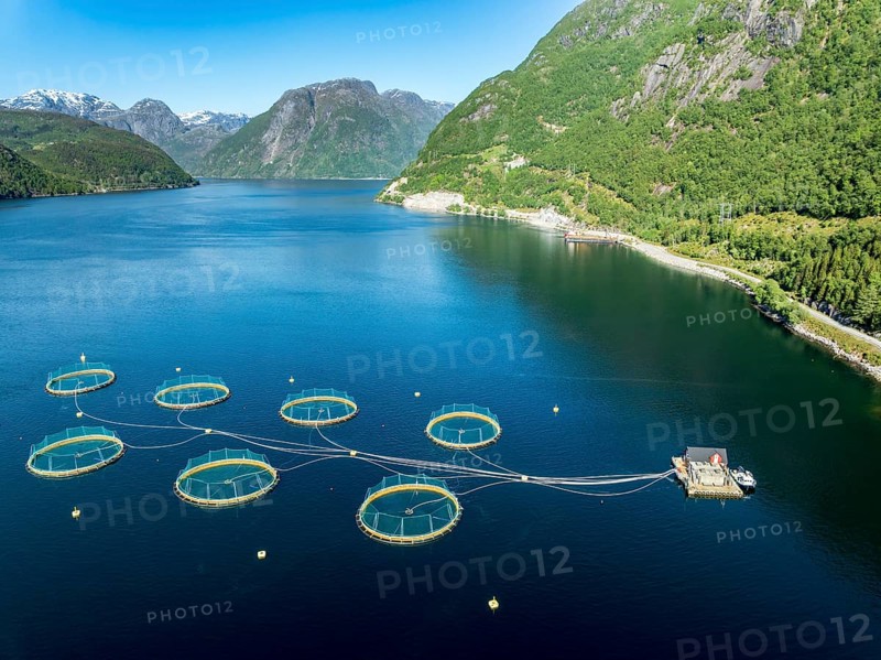 Floating cages of a salmon farm, Hardangerfjord near Bondhus, aerial view, Hardanger, Norway, Europe