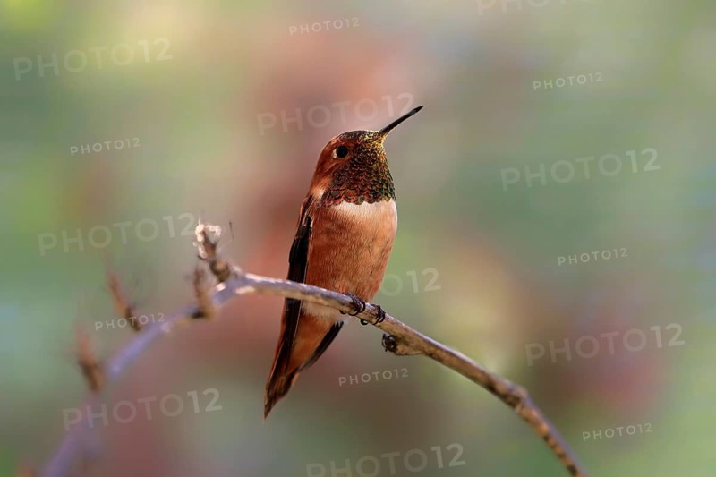 Rufous hummingbird (Selasphorus rufus), adult, male, perch, Sonoran Desert, Arizona, North America, USA, North America