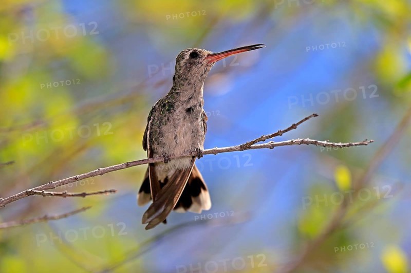 Broad-billed hummingbird (Cynanthus latirostris), adult, female, in perch, Sonoran Desert, Arizona, North America, USA, North America