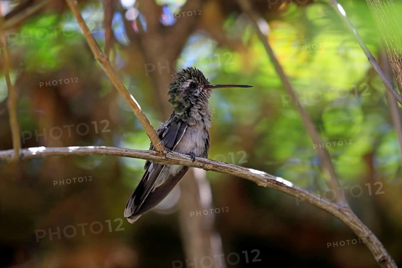 Broad-billed hummingbird (Cynanthus latirostris), adult, female, in perch, Sonoran Desert, Arizona, North America, USA, North America