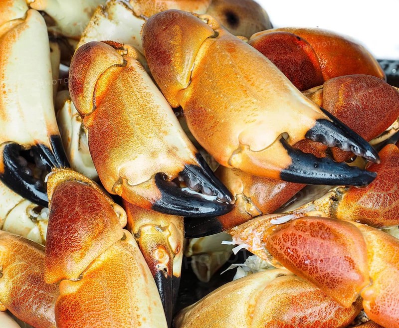 Pile of orange boiled with black tip, crab claws, at closeup