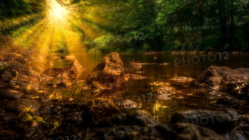 The sun shines through the leaves of the forest at the edge of the stream and illuminates the water and the stones in the water