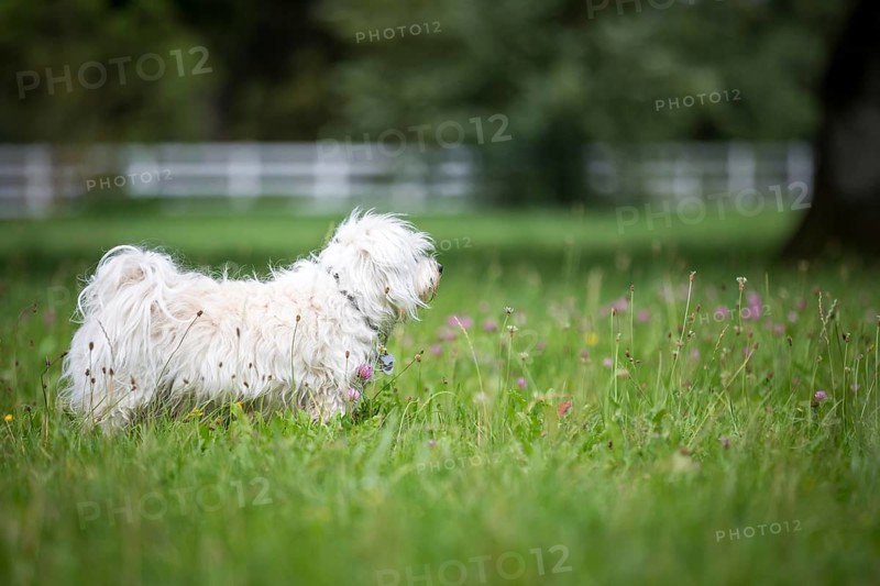 Small white dog stands tensely in a meadow and looks out of the picture